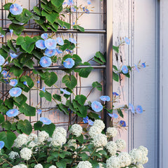 Fynco - Raised Bed for Garden with Trellis, Galvanised Planter Box with Diamond Pattern, Drainage Holes for Vegetables, Herbs and Flowers, 90 x 40 x 120 cm, Black